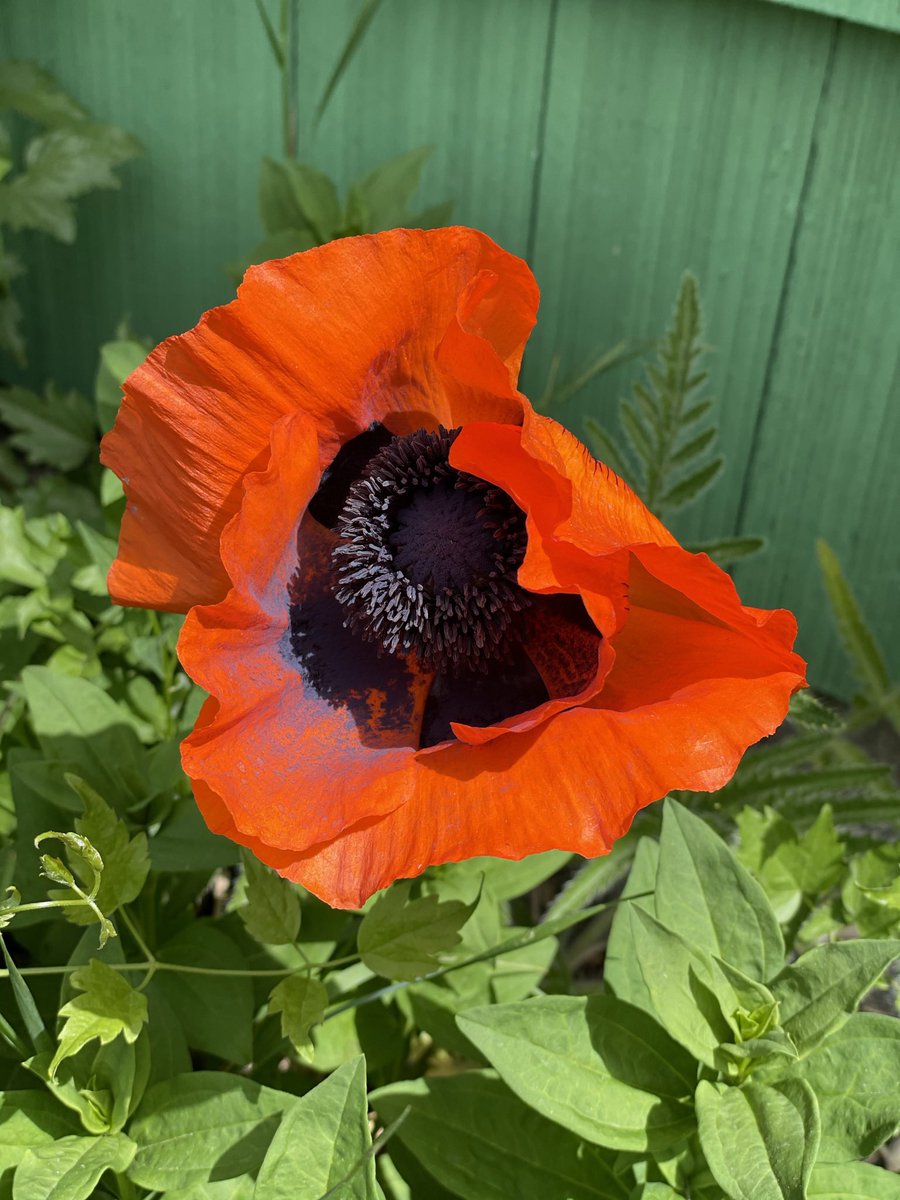 joandsue's tweet photo. Colours starting to pop up all over the yard. I’m so excited! #ItsSoBeautiful https://t.co/b09IAr7t9v