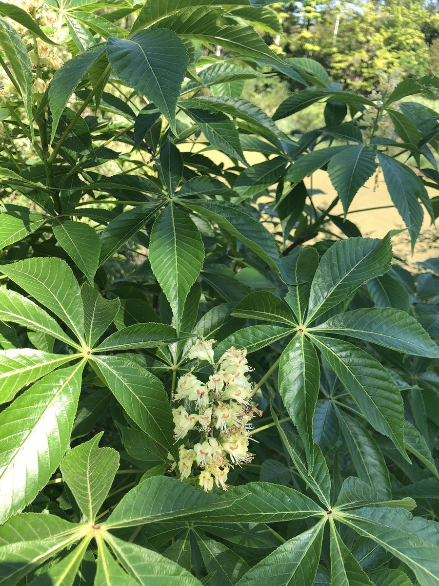 Giuliana Casimirri tweet media