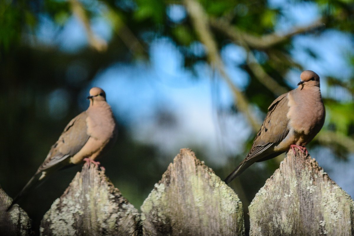 HankAllen's tweet image. May in rural Alabama is wonderful. Not a redneck wasteland like some would have you believe.