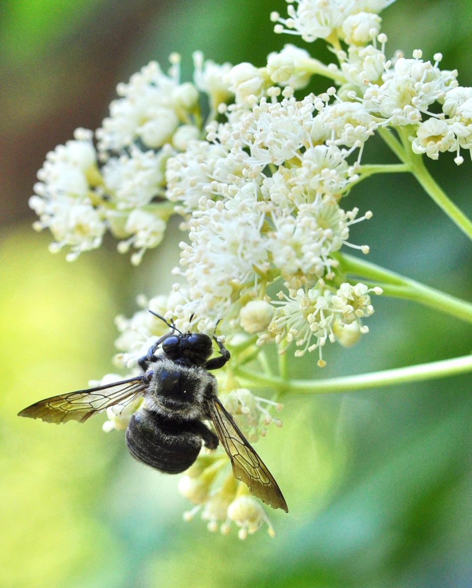 A southeastern native, semi-evergreen, shade-tolerant vine with fragrant flowers that pollinators love? Yes, please! This is climbing hydrangea (Hydrangea (aka Decumaria) barbara), which grows from Virginia down to Florida and west to Louisiana in moist, bottomland forests.