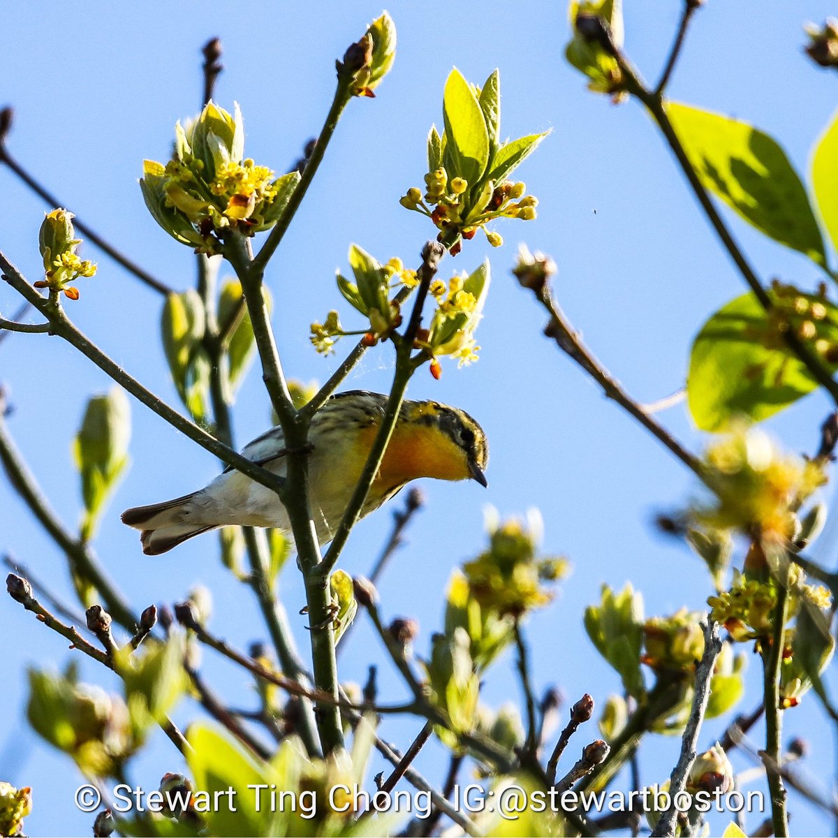 #BlackburnianWarbler
The breeding male, with vivid orange in face and throat, is unmistakable; females and immatures show a hint of this coloration, but more important is the unique triangular facial pattern of black (or gray). #BirdWatching #BirdPhotography #BirdPhotos #birding