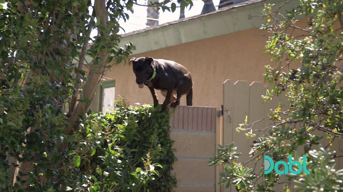 DablNetwork's tweet photo. Prevent your dog from jumping the fence and escaping with these precautionary measures. 

https://t.co/ytruq1arhL

#CesarMillan #Cesar911 #DogTraining #Dabl #DablNetwork https://t.co/FiWyY6yalU