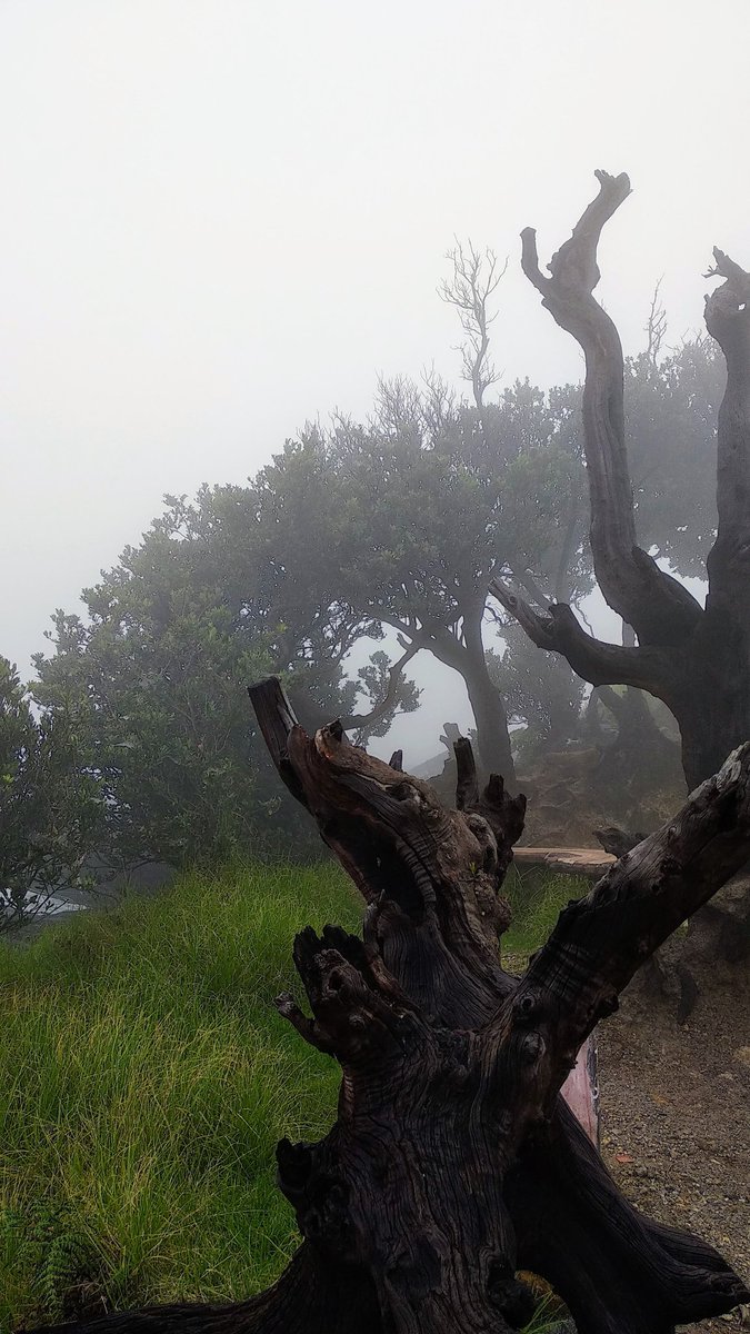 SepiderMang's tweet photo. Mt. Tangkuban Parahu.

#NaturePhotography https://t.co/nxoigh0OFk