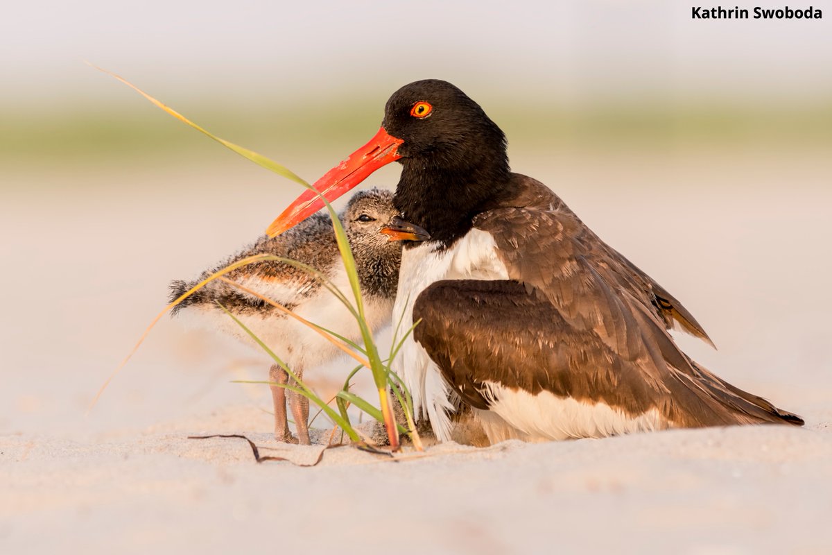 NWF's tweet photo. Hazard mitigation projects supported by @fema's Building Resilient Infrastructure &amp; Communities program, can reduce impacts of climate change-driven disasters.

@POTUS' plan to double pre-disaster mitigation investment will save lives &amp; improve habitat. https://t.co/rB5g88tpsT https://t.co/AnRyoQRUEc