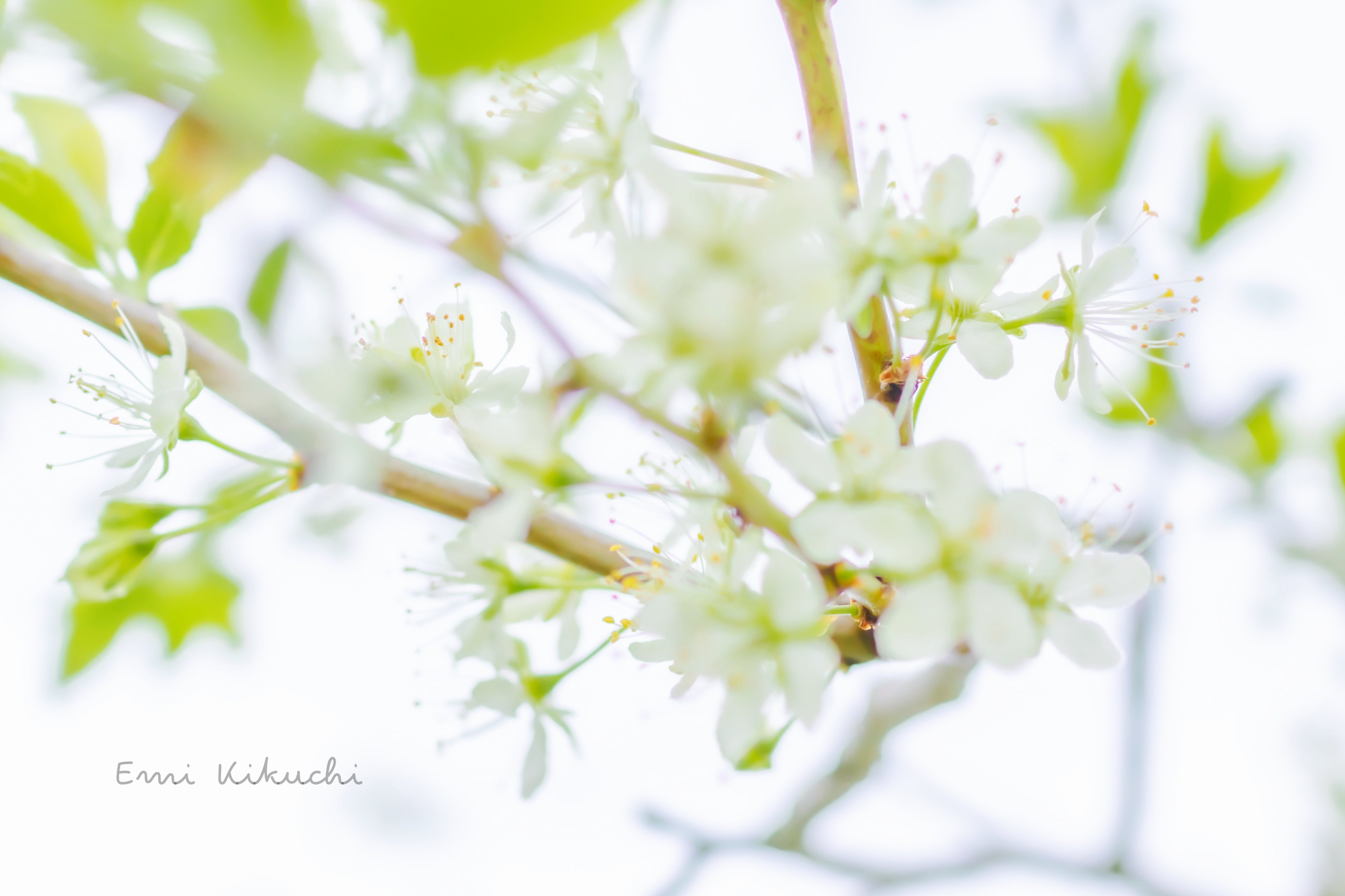 Emi Kikuchi Emin 6月中旬 展示会 林檎の花𓂃 𓈒𓏸 21 05 22 Photographing 北海道 壮瞥 林檎の花 Canoneoskissx10 Canoneos Canon Canonphotography Canoncamera Emin Kiss Japan Hokkaido Apple Flower T Co