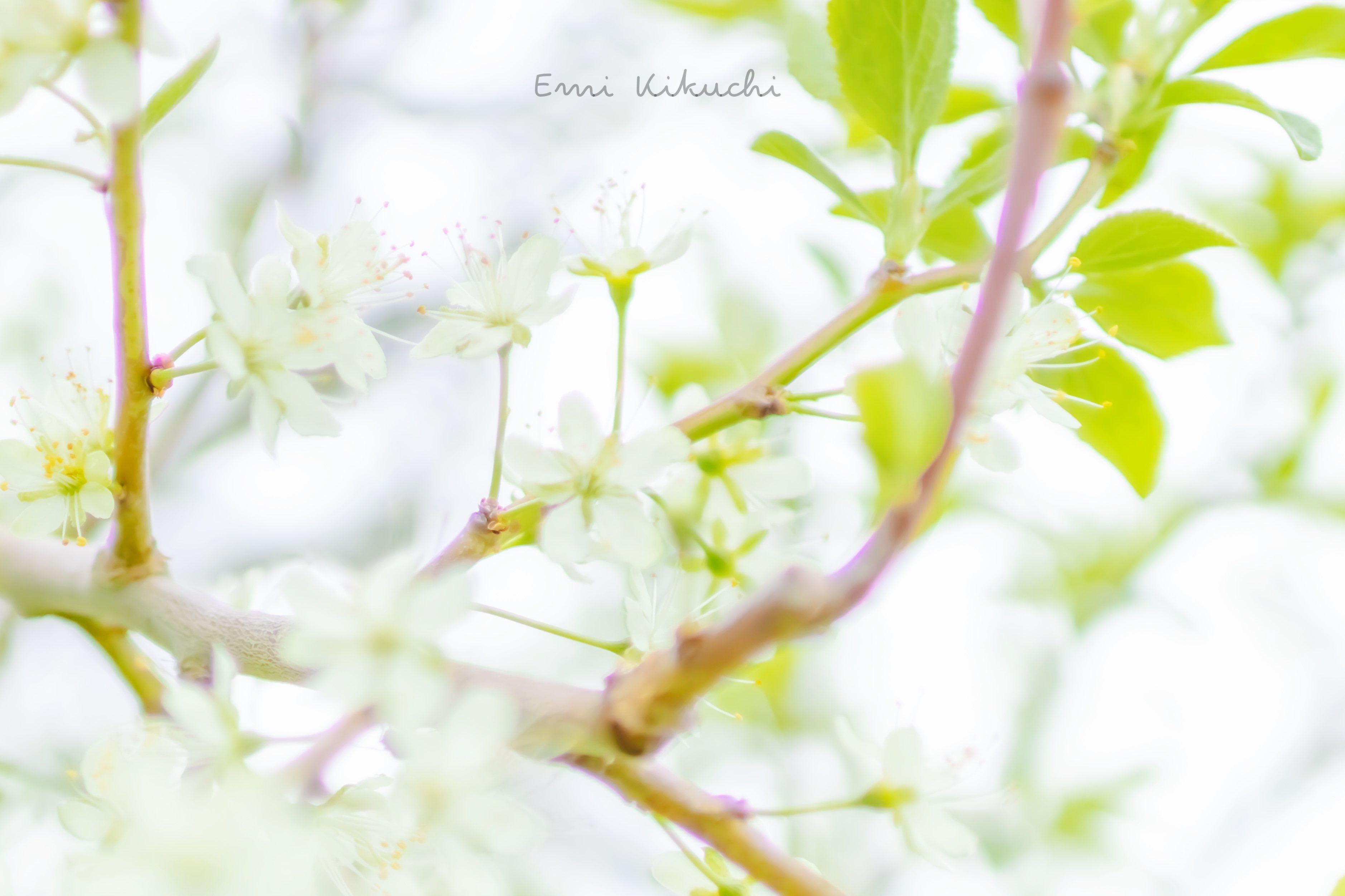 Emi Kikuchi Emin 6月中旬 展示会 林檎の花𓂃 𓈒𓏸 21 05 22 Photographing 北海道 壮瞥 林檎の花 Canoneoskissx10 Canoneos Canon Canonphotography Canoncamera Emin Kiss Japan Hokkaido Apple Flower T Co