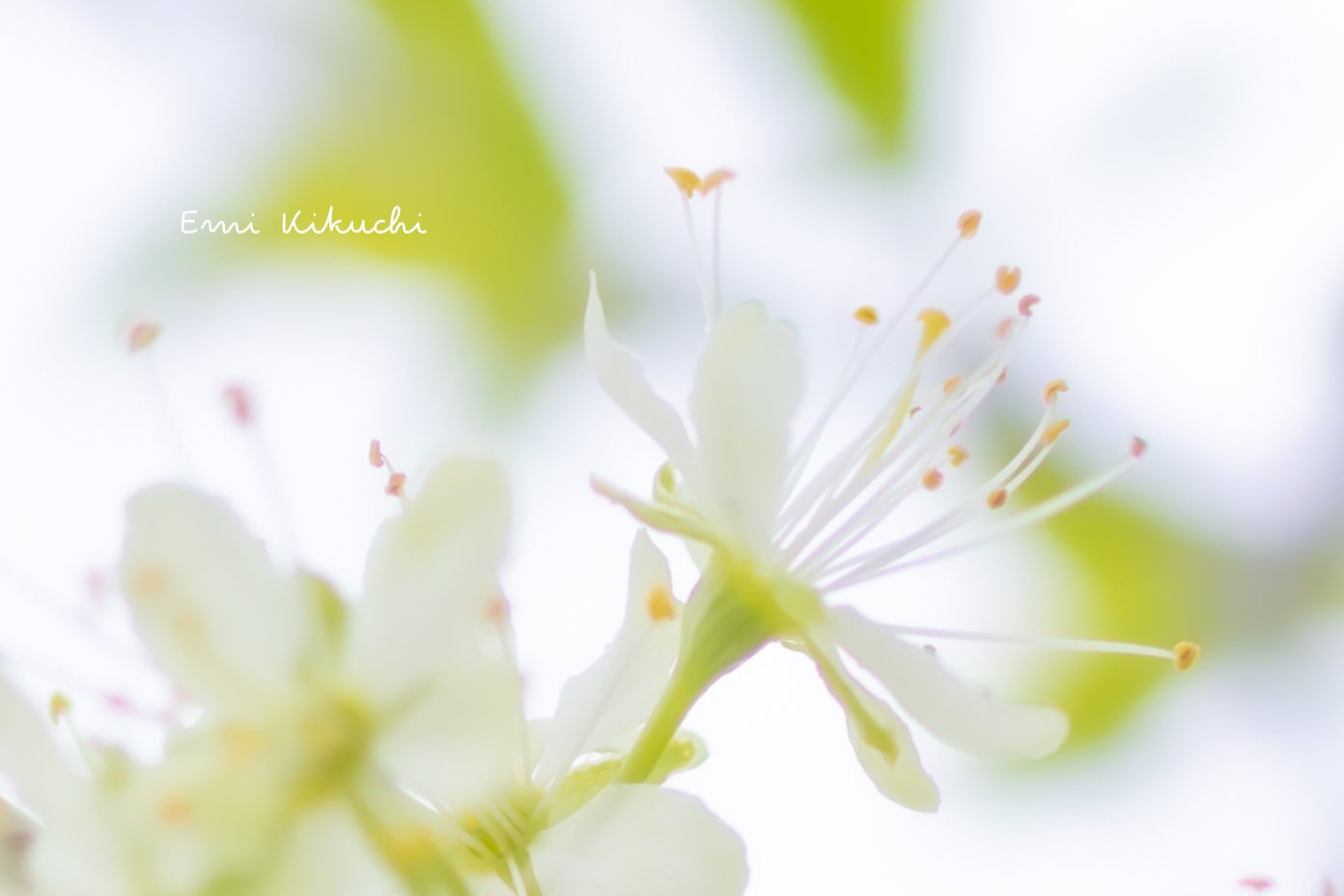 Emi Kikuchi Emin 写真展終了 札幌 林檎の花𓂃 𓈒𓏸 21 05 22 Photographing 北海道 壮瞥 林檎の花 Canoneoskissx10 Canoneos Canon Canonphotography Canoncamera Emin Kiss Japan Hokkaido Apple Flower T Co