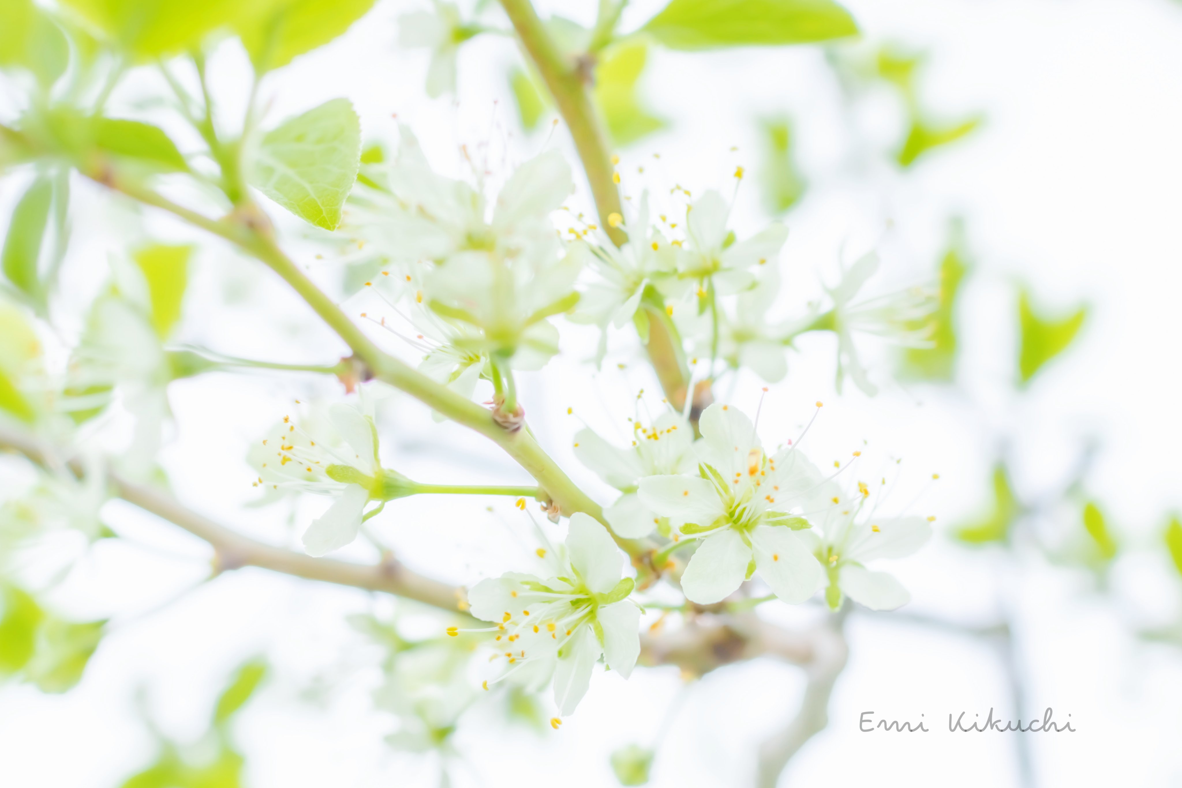 Emi Kikuchi Emin 林檎の花𓂃 𓈒𓏸 21 05 22 Photographing 北海道 壮瞥 林檎の花 Canoneoskissx10 Canoneos Canon Canonphotography Canoncamera Emin Kiss Japan Hokkaido Apple Flower T Co Vjdf9we6qw Twitter