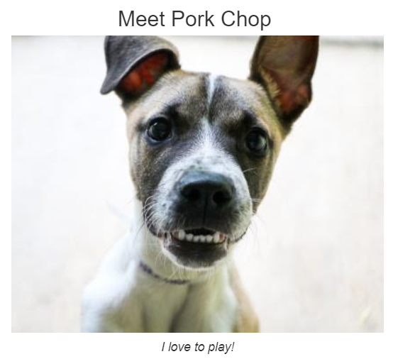 _Adri_'s tweet photo. Meet Porkchop! Who knows, he could be your new family member! #AdoptDontShop #waysidewaifs #dogsoftwitter https://t.co/7V67v9nH8z