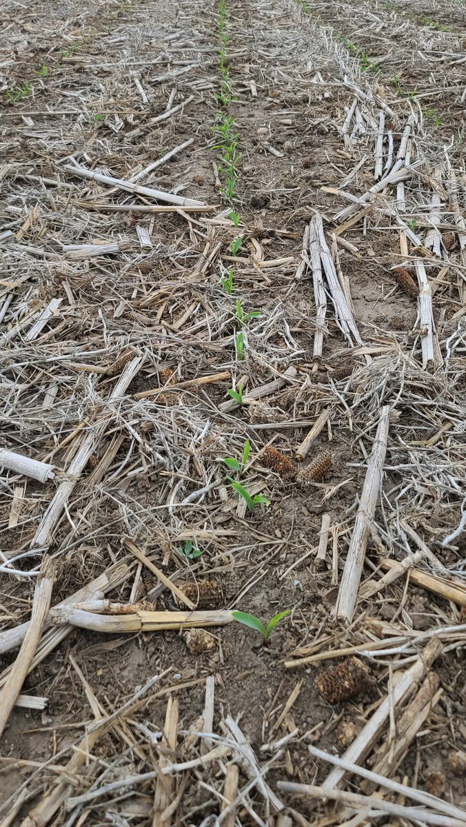 Larry Sailer tweet media