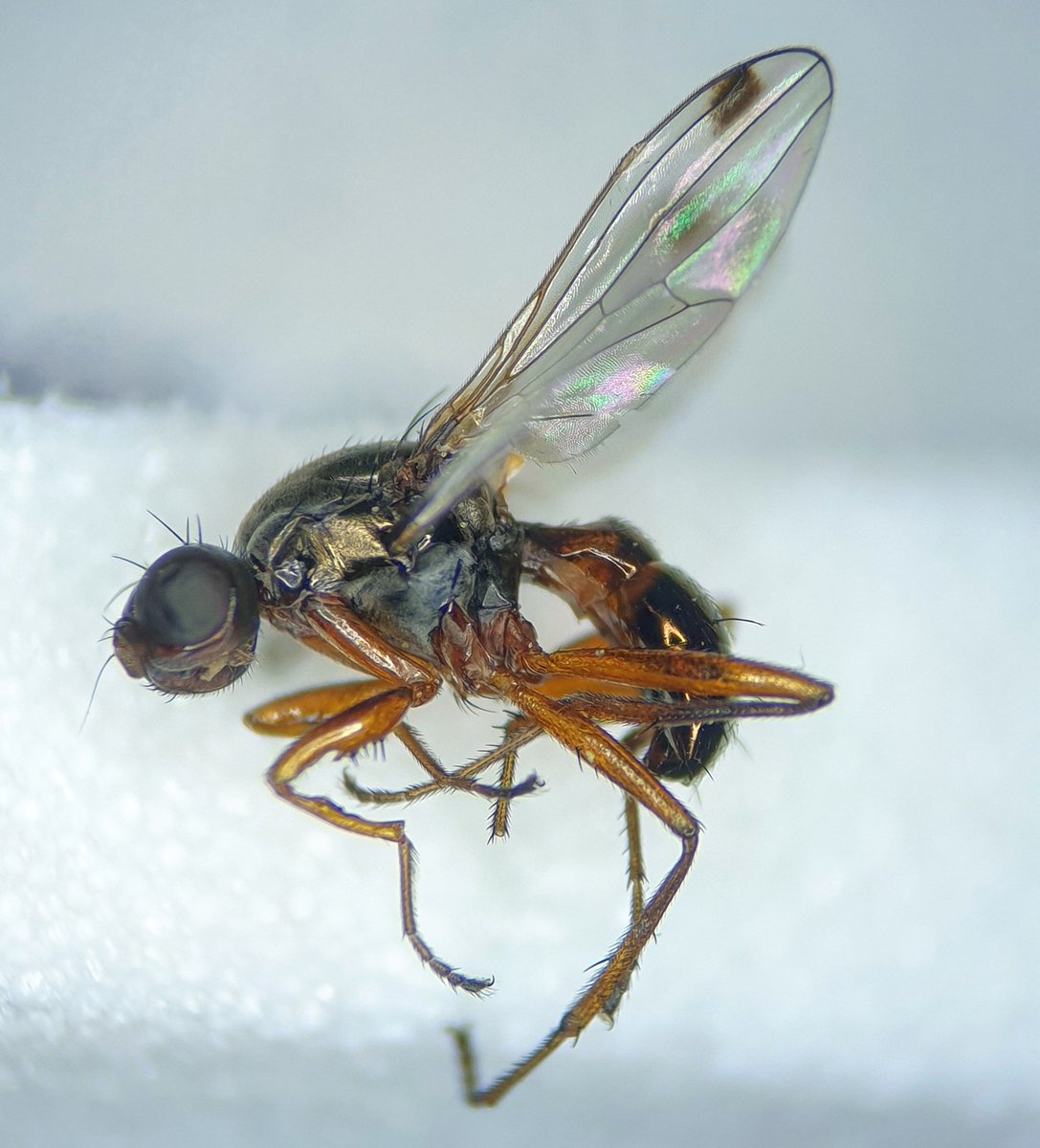 Ryan Mitchell tweet media