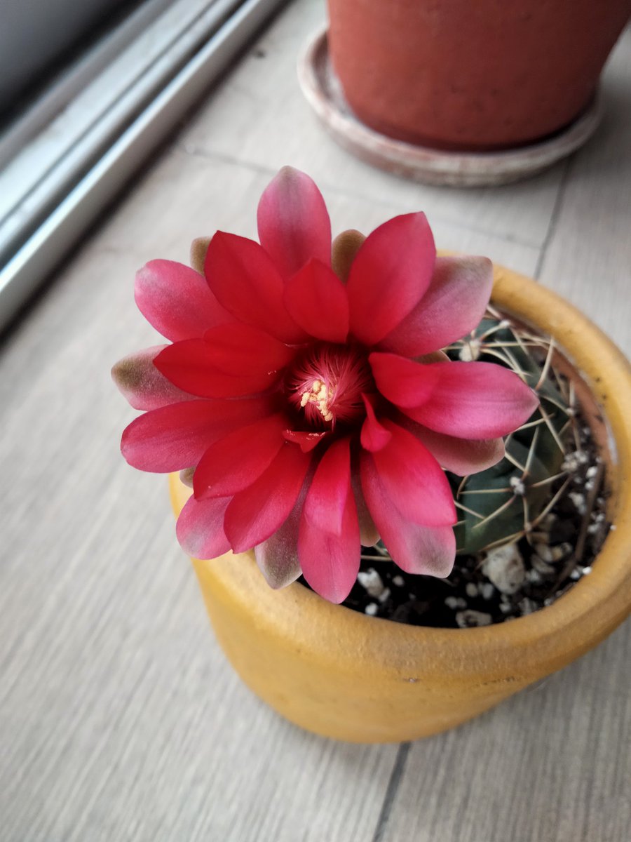 FerDuranG_'s tweet photo. Las flores de los cactus son las más hermosas 😍 https://t.co/Ca8NnBPhne
