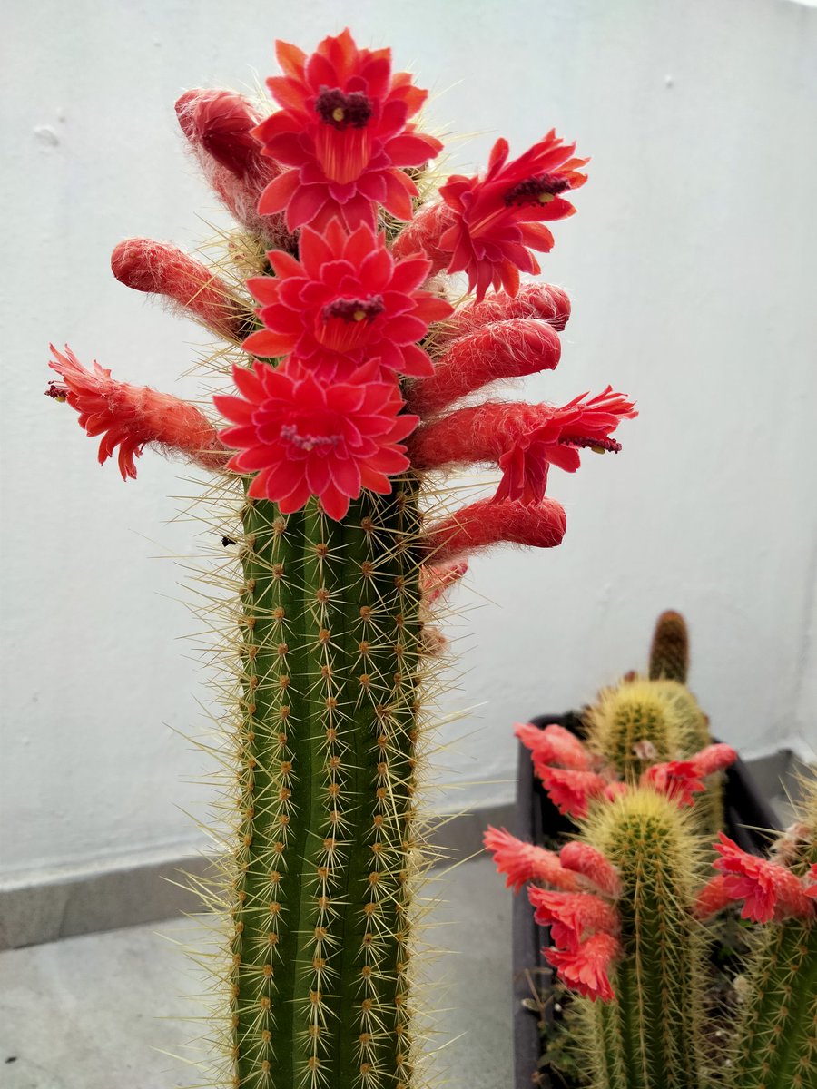 FerDuranG_'s tweet photo. Las flores de los cactus son las más hermosas 😍 https://t.co/Ca8NnBPhne