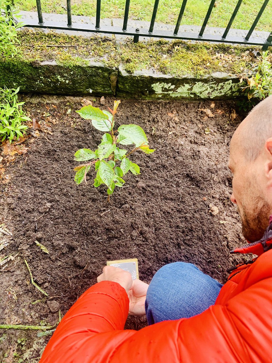BeMoreRuby1's tweet photo. A tree for Ruby. We look forward to watching it grow and blossom. Really grateful to Liz Kay for her blessing and the team from @nhsscotproc @droptheba A scattering of Ruby’s magical ashes in the place she loved so much ❤️ #inchture #memorial #garden #treeoflife @InchtureChurch https://t.co/liW9FCHLoG