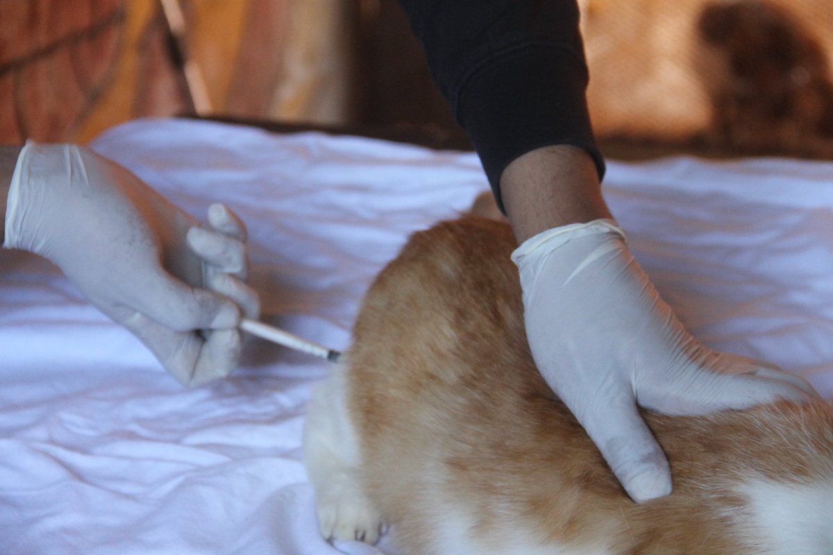 ObeidoAl's tweet photo. Treating a number of cats in the veterinary clinic is one of the common diseases, or suspected to be sick, and they are examined by the doctor, and medicines, antibiotics, vitamins and ointments are provided to them
Please donate and share
PayPal🙏❤🐈🐕👇
https://t.co/JncgMEh4pK https://t.co/bdLQ8TPloa