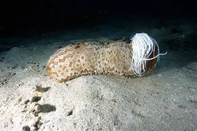 biologia_braba's tweet photo. HORA DA BIOLOGIA CARALHO!!

A natureza as vezes encontra meios "alternativos" para os animais se defenderem, mas nada é bizarro quanto a defesa do pepino do mar. ESSE FILHA DA PUTA LITERALMENTE EXPELE SEU PROPRIO INTESTINO QUANDO SE SENTE AMEAÇADO. Namoral, https://t.co/yzWbpOI3Rg