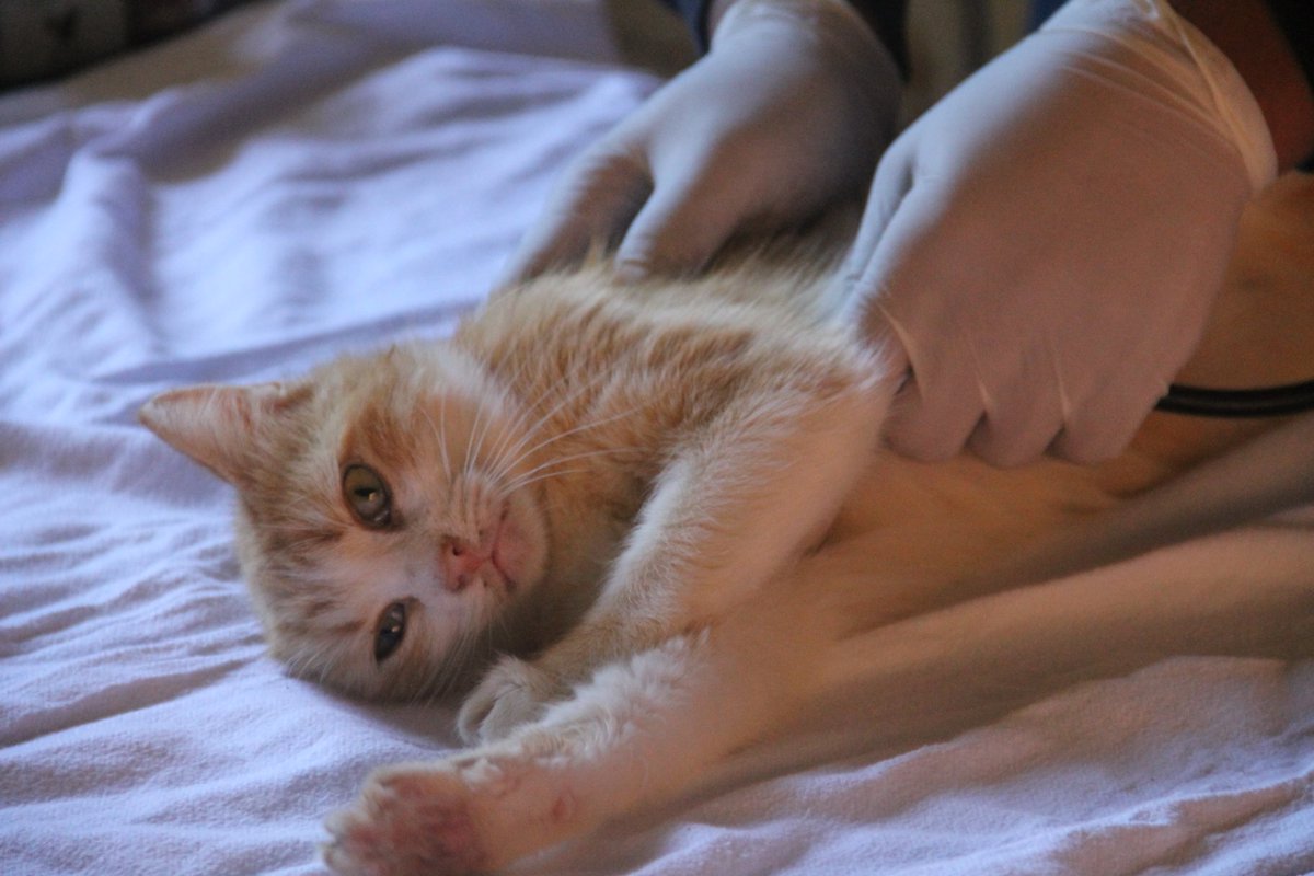 ObeidoAl's tweet photo. Treating a number of cats in the veterinary clinic is one of the common diseases, or suspected to be sick, and they are examined by the doctor, and medicines, antibiotics, vitamins and ointments are provided to them
Please donate and share
PayPal🙏❤🐈🐕👇
https://t.co/JncgMEh4pK https://t.co/bdLQ8TPloa