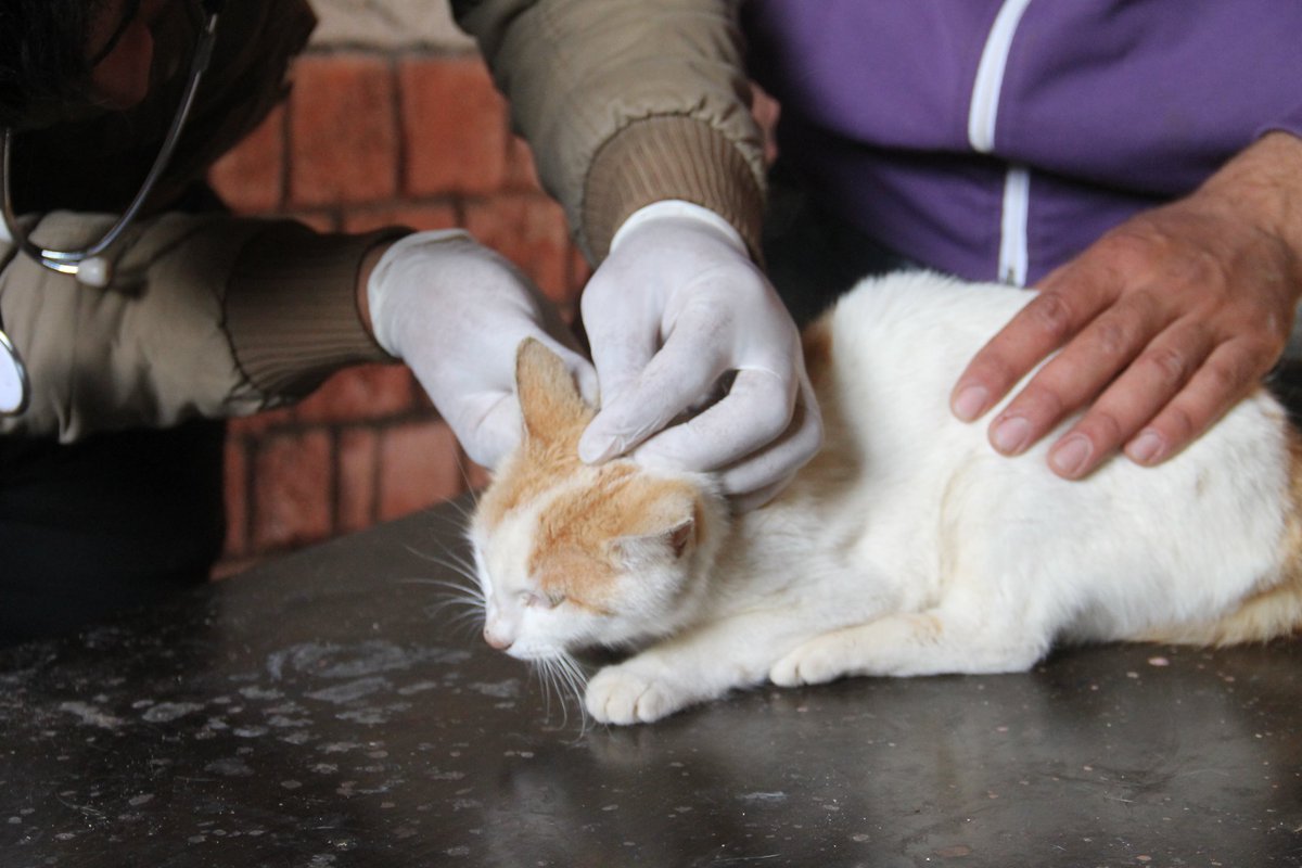Treating a number of cats in the veterinary clinic is one of the common diseases, or suspected to be sick, and they are examined by the doctor, and medicines, antibiotics, vitamins and ointments are provided to them
Please donate and share
PayPal🙏❤🐈🐕👇
paypal.com/cgi-bin/webscr…