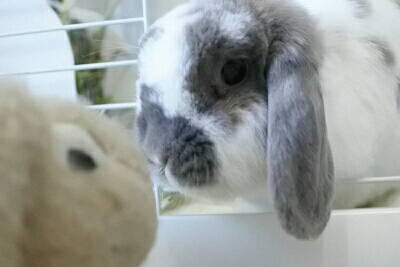 うさぎ広場 うさぎ専用写真シェアアプリ Jprabbitapp Twitter うさぎ広場 うさぎ専用写真シェアアプリ Jprabbitapp Twitter