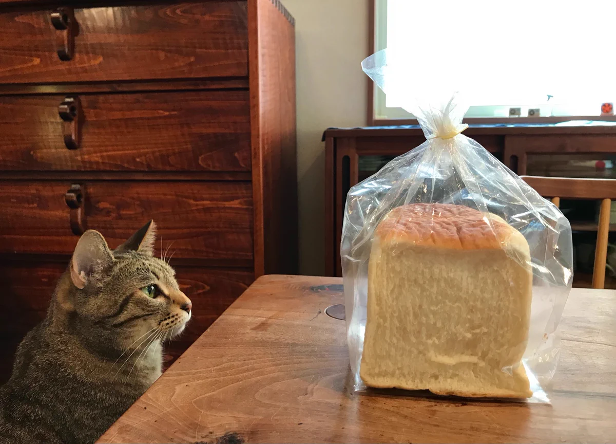 食パンを自慢しようとしただけなのにwwwちょっと目を離した隙に猫たちによって消された食パン！！