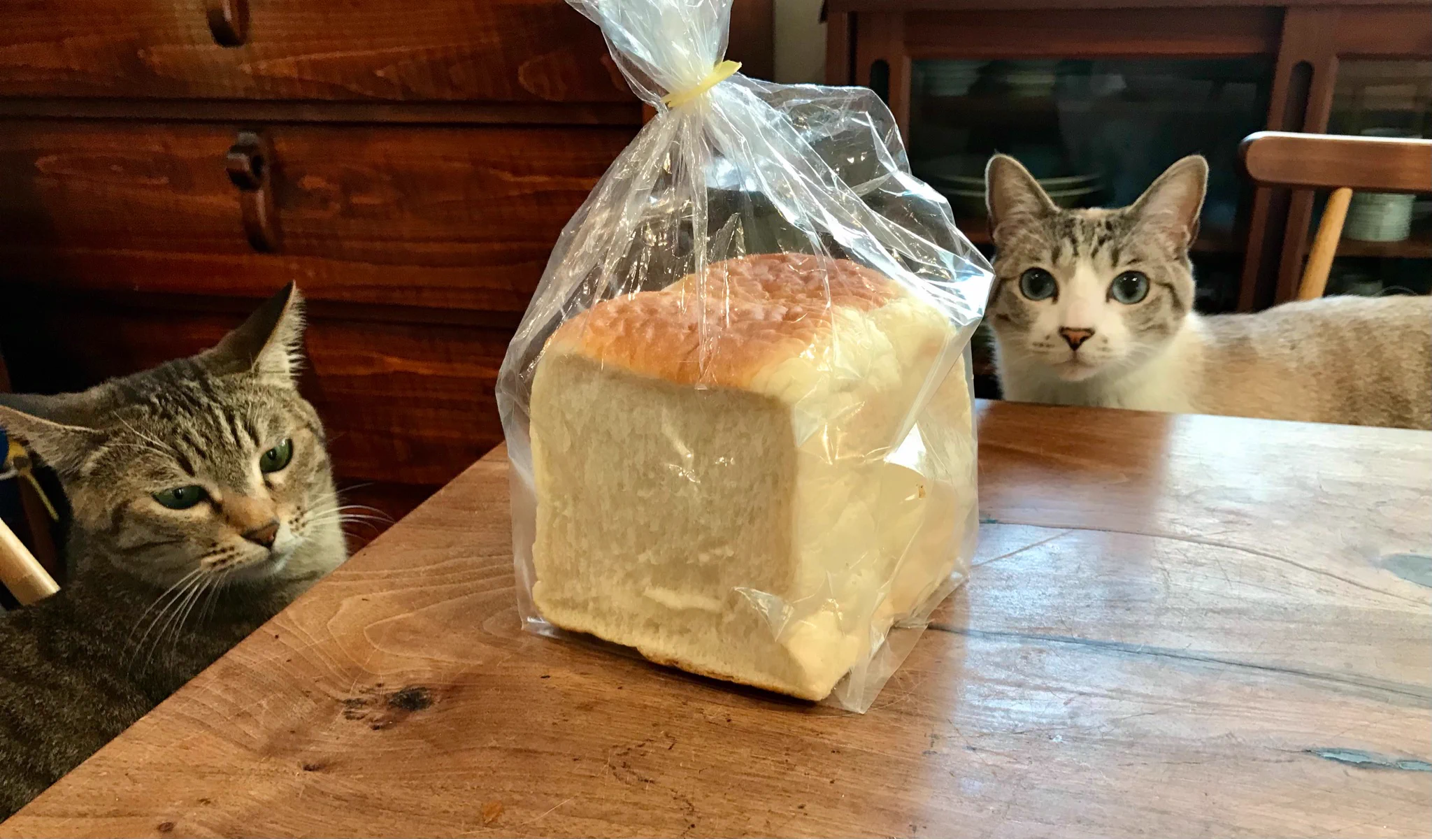 食パンを自慢しようとしただけなのにwwwちょっと目を離した隙に猫たちによって消された食パン！！