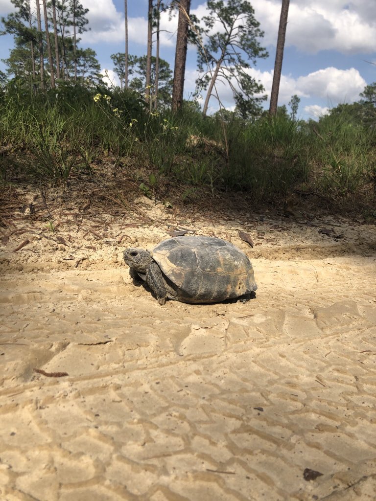 KenzEcologist's tweet photo. One more turtle tweet because I missed #WorldTurtleDay! https://t.co/aTXMrxFvrI