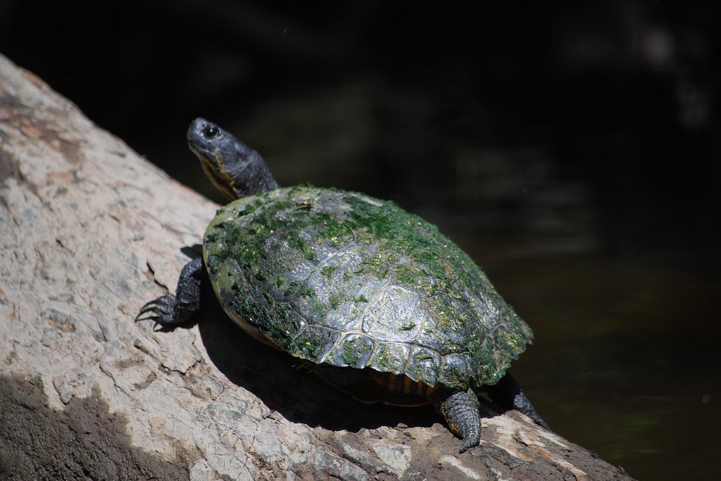 KenzEcologist's tweet photo. One more turtle tweet because I missed #WorldTurtleDay! https://t.co/aTXMrxFvrI