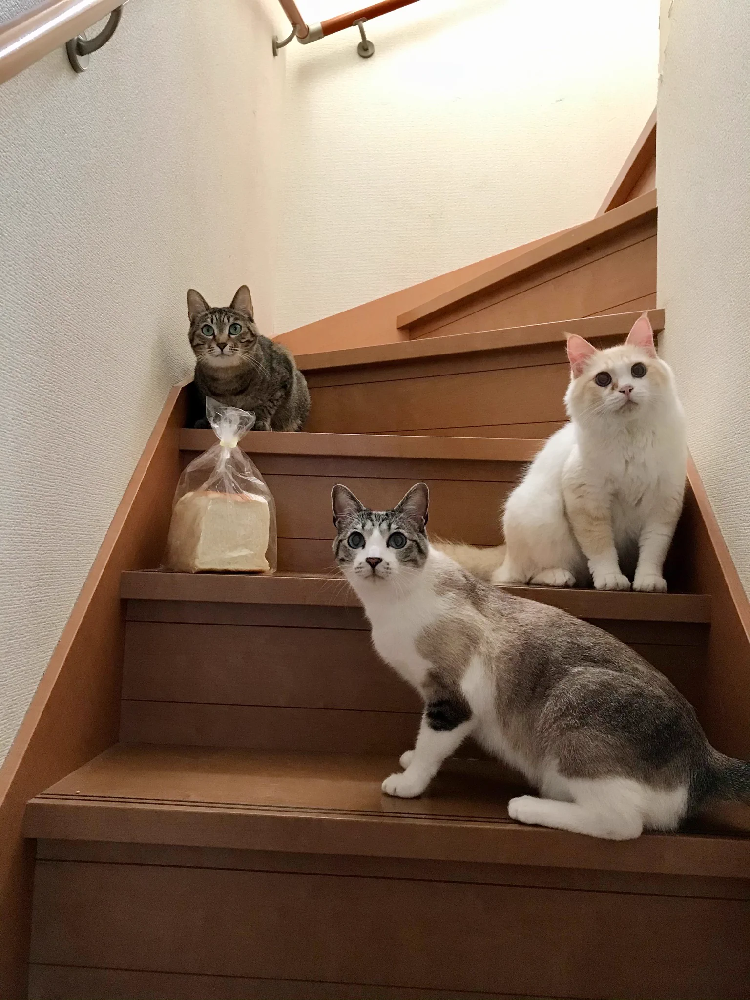 食パンを自慢しようとしただけなのにwwwちょっと目を離した隙に猫たちによって消された食パン！！