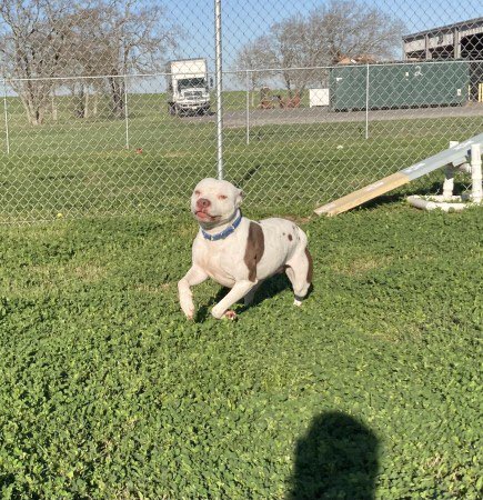 TXpetsinneed's tweet photo. A ruff past won’t get Gus down! 

🎵He’s a runner, he’s a track star🎵 🏃‍♂️✨

DONATE/SHARE so he can find a place to stretch his legs 💙 https://t.co/chYcPjNYPa