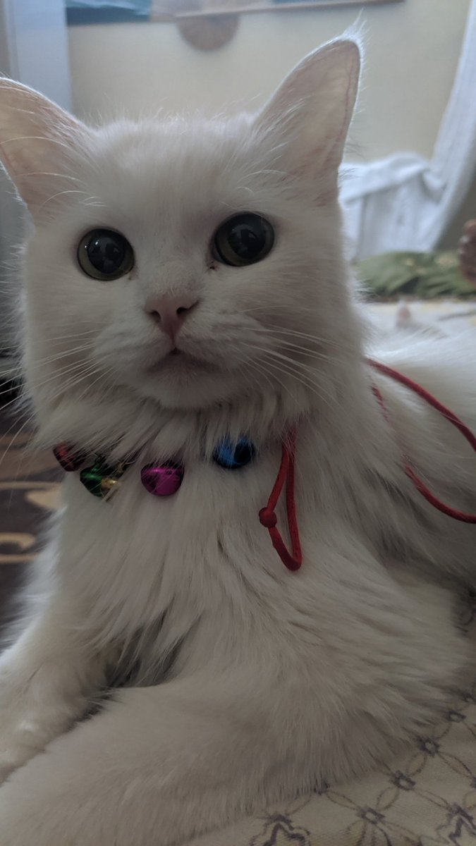 Ahmed Radwan 65 (@65_radwan) on Twitter photo 