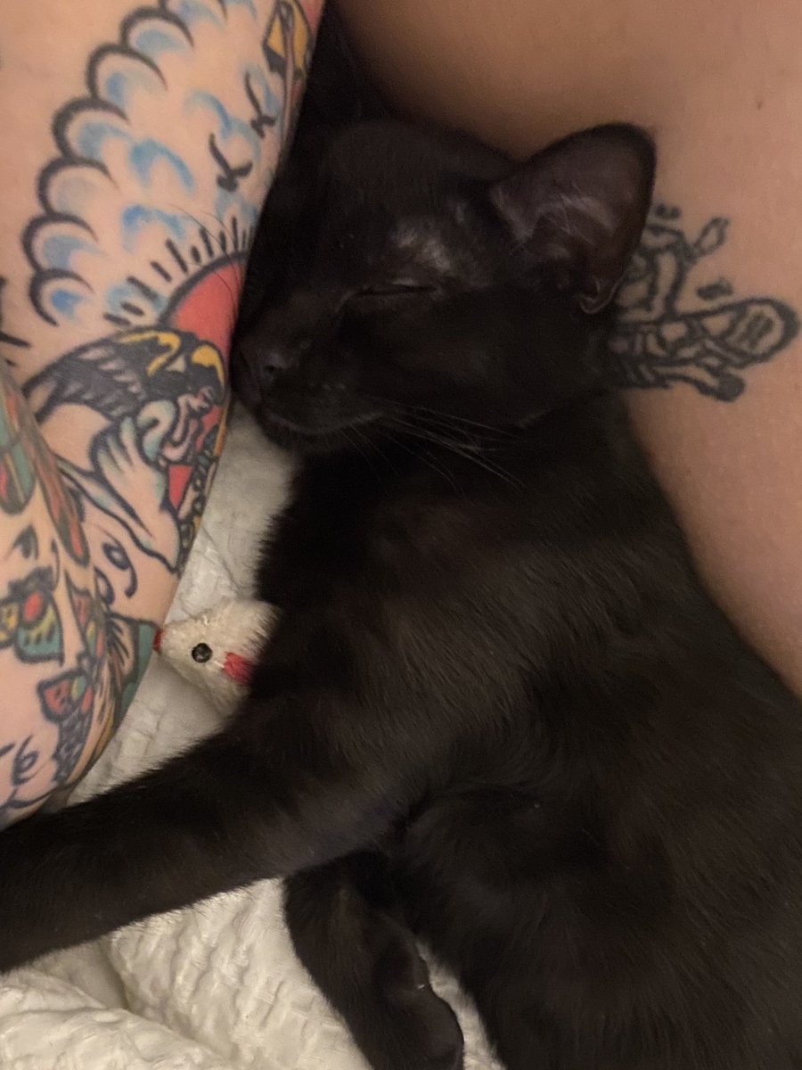 BenjiVerdes's tweet photo. Ojalá encontréis a alguien que os haga la cucharita como Ron se la hace a su ratón 🐱🐭💛 https://t.co/1EIIH7xbVH