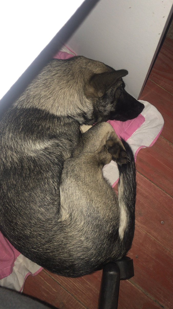 Deeh_rib's tweet photo. Melhor companhia do mundo todinho. Meu Bubu 😍😍🐶 https://t.co/L12BUFuq6R