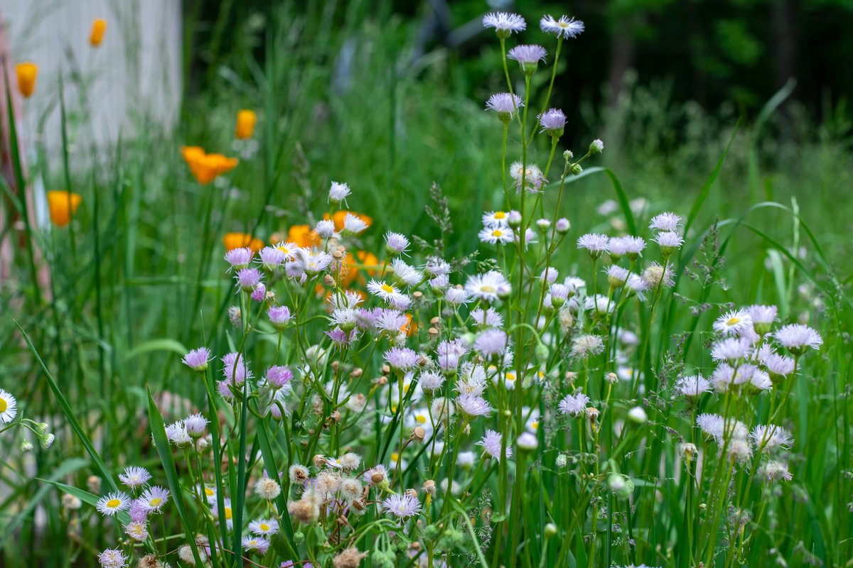 millybly's tweet photo. Petition to let yards be meadows. 💙 https://t.co/dFxCTtBBaZ