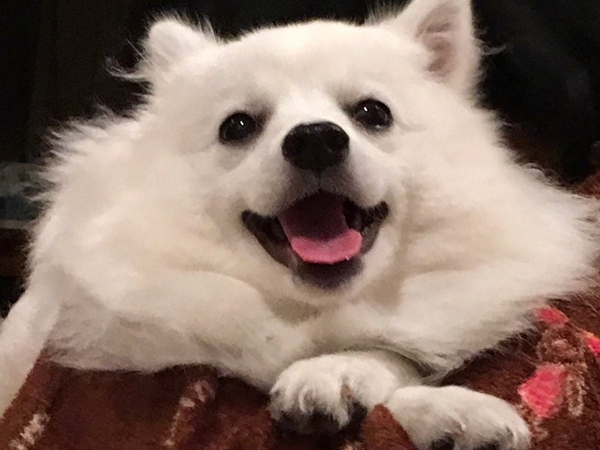 key_hitotose's tweet photo. 私は愛犬のお陰で定期的に生存報告が呟けるので
本当に助かります。
愛犬有難う、毎日好き♥
#日本スピッツ
#Japanspitz
#ある
#ララー https://t.co/h5wFQ28GnO