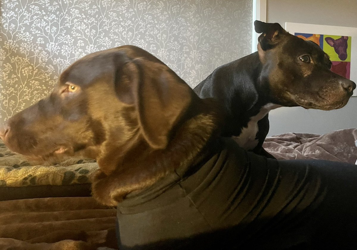 nerdiosity's tweet image. Album cover art complete. Now I just need to teach them to play an instrument. #RubySunshine on lead vocals &amp;amp; #chocolab on synth