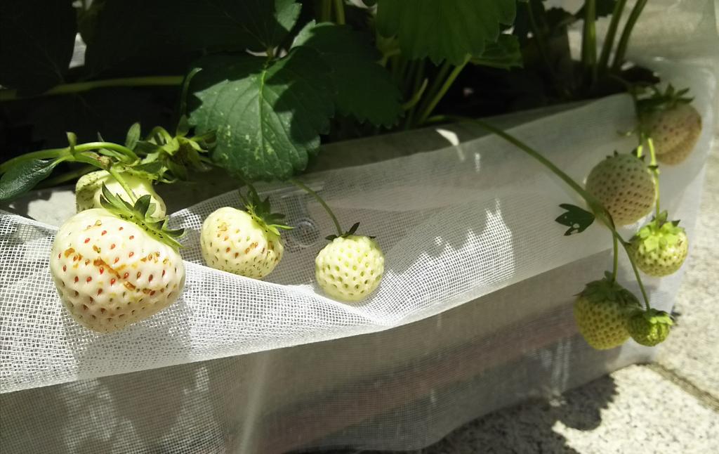 会津ふるさとアート Hamon 我が家のプランターイチゴももうすぐ収穫期 今年は白の寒冷紗をプランター に巻いて動物から実をガード 頼むぞ寒冷紗