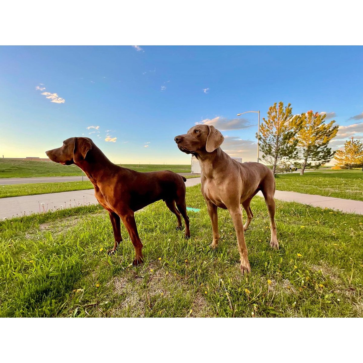 RGelhart's tweet photo. @pheasants4ever 🪶🐾’s in Wyoming! https://t.co/lKBQETzUHy