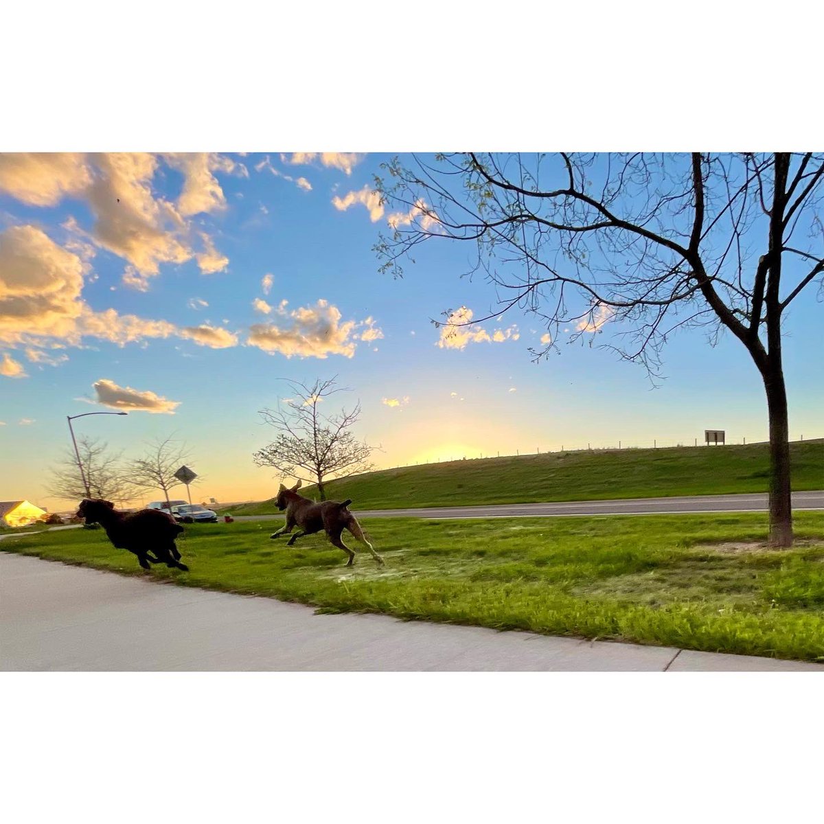 RGelhart's tweet photo. @pheasants4ever 🪶🐾’s in Wyoming! https://t.co/lKBQETzUHy