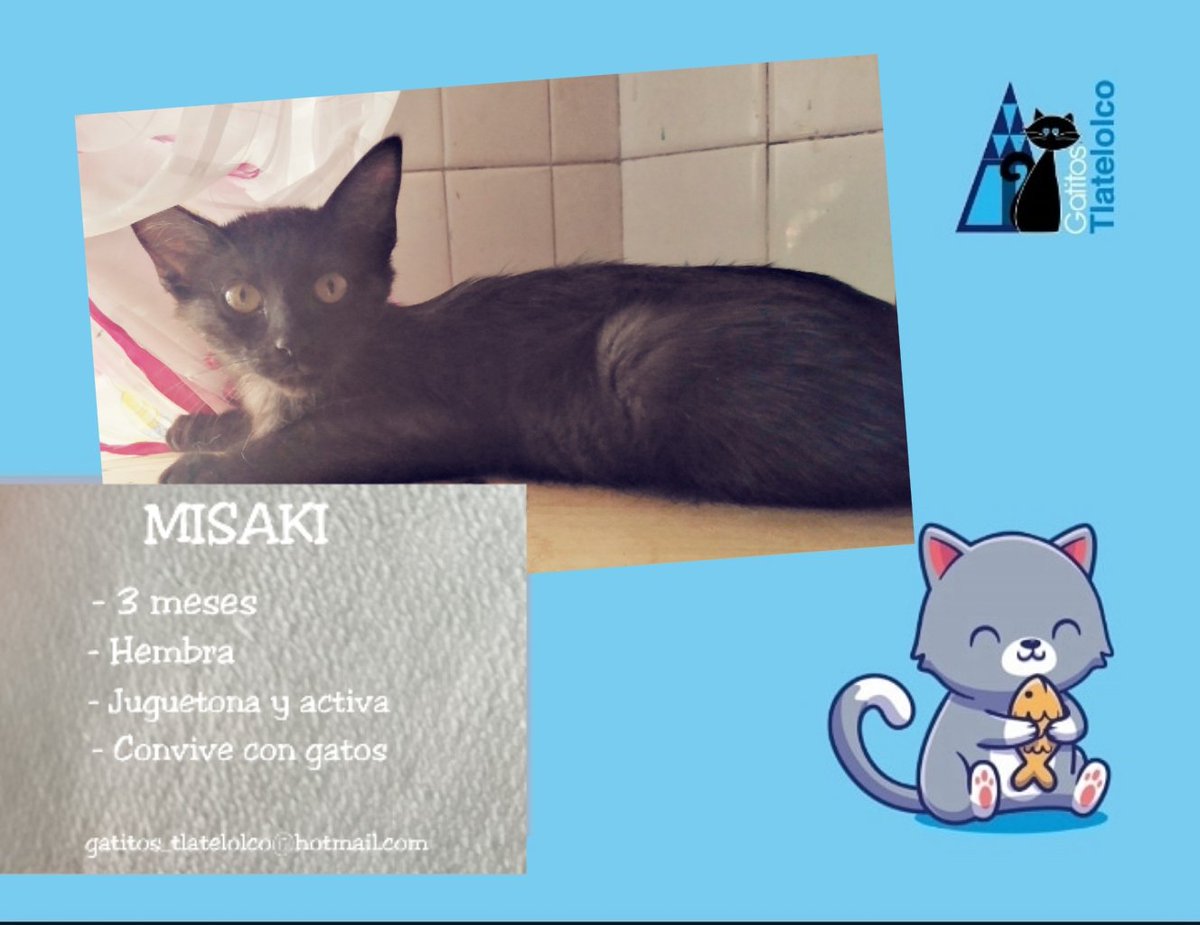 GatitosTlate's tweet photo. La pequeña MISAKI pronto estará lista para irse en adopción responsable. Es juguetona y cariñosa. Adóptala 😺 https://t.co/j4U5d4s2yr