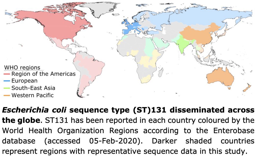 RhysTWhite's tweet photo. Recently, #ST131 has emerged & spread globally. Despite widespread study of E. coli bacteraemia, the temporal & geographic patterns of key clones remains an important area of study🏴🌍 #Enterobase 2/8 https://t.co/pAYBad6FHK