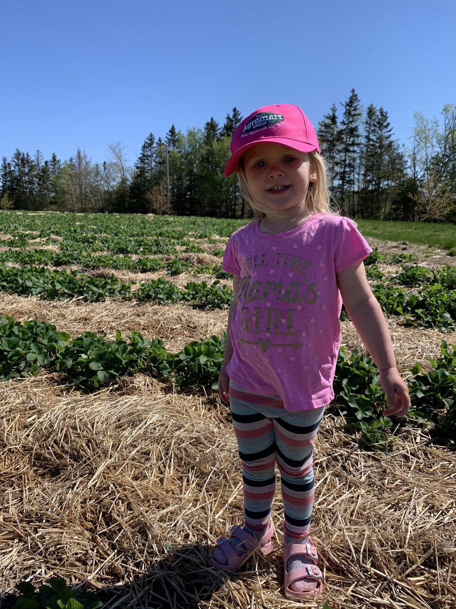 Checking on the strawberry fruit buds! #HowNSAgs #TruroAgromart <a href="/Truroagromart/">Truro Agromart Limited</a>