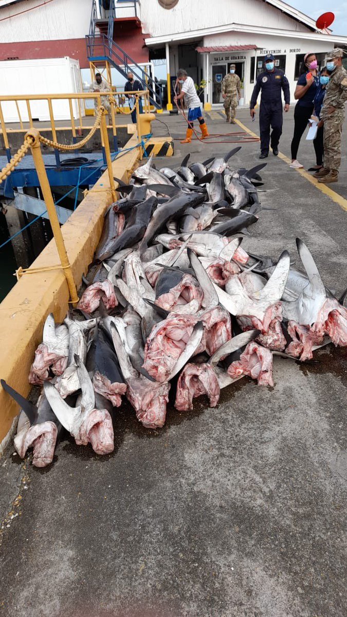 Flor Torrijos Oro tweet media