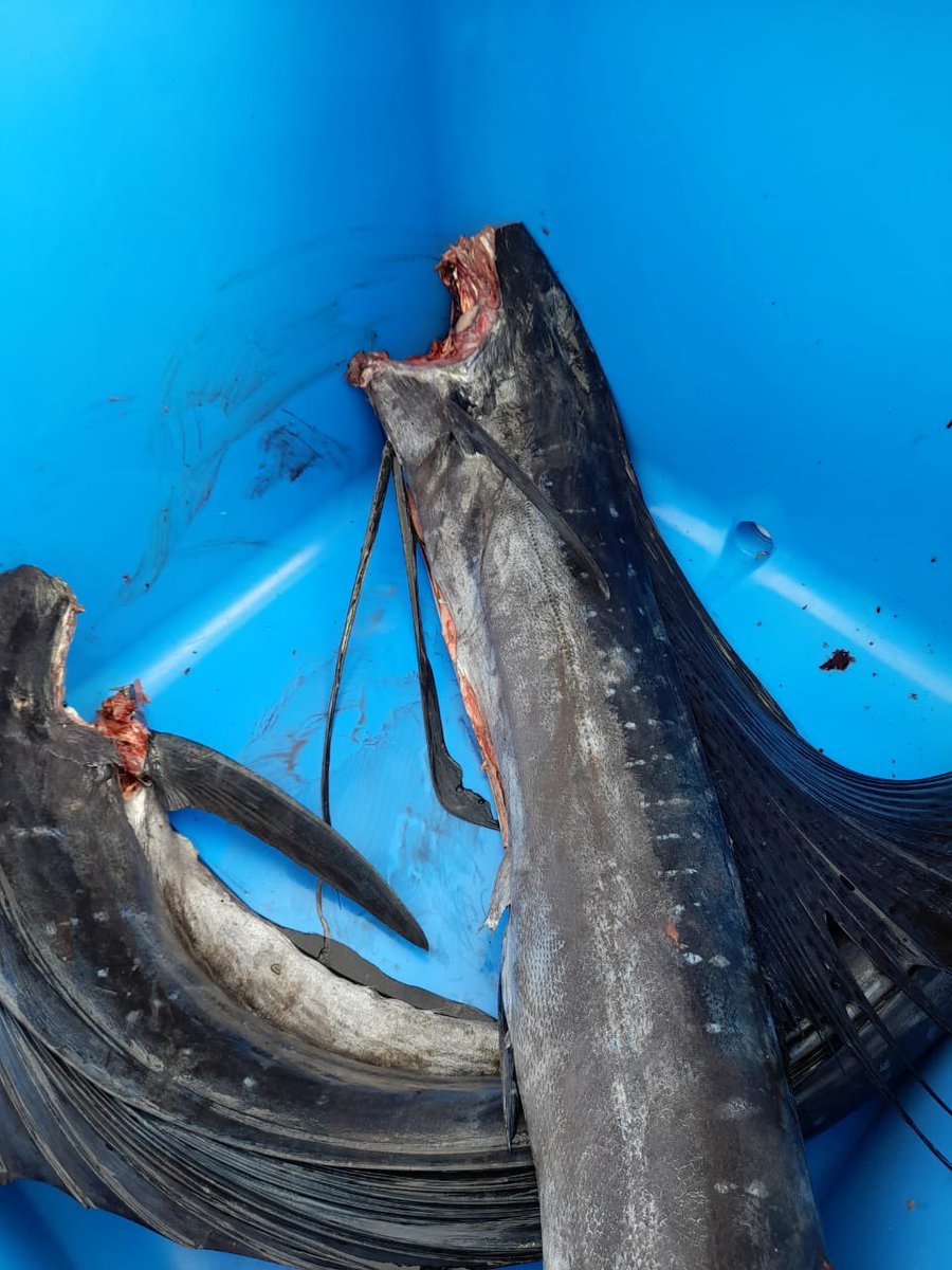 Flor Torrijos Oro tweet media