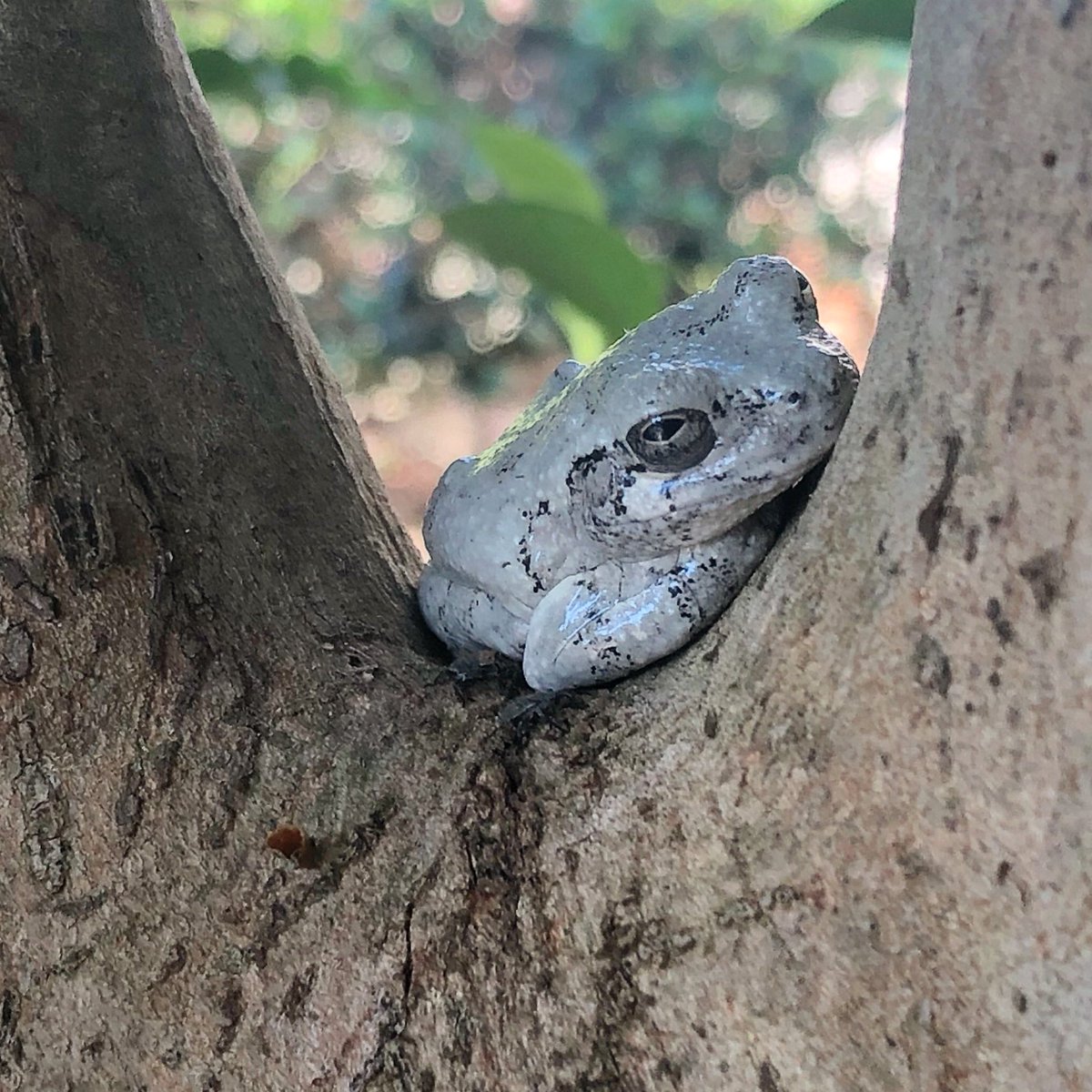 If I were a tree frog, and it was 92 degrees! #chillin