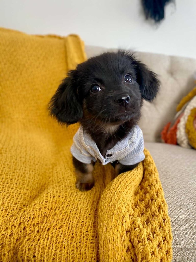 This is Hazel. That's her night shirt. If it's on, that means it's snuggle time. Any delays to snuggle time are unacceptable. 12/10