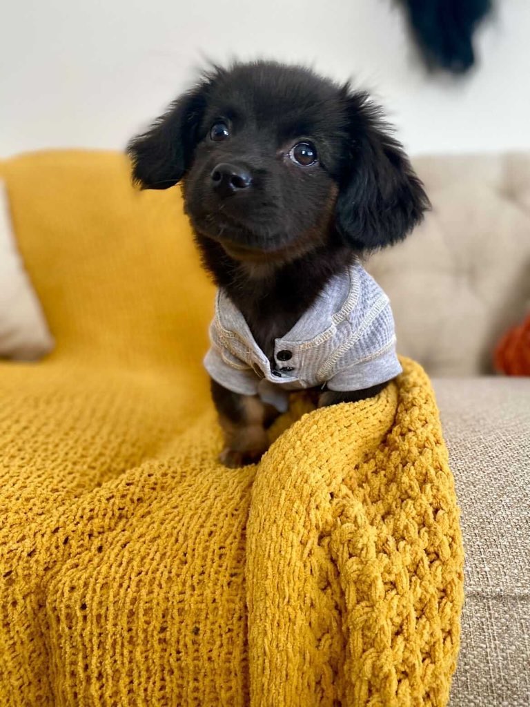 dog_rates's tweet photo. This is Hazel. That's her night shirt. If it's on, that means it's snuggle time. Any delays to snuggle time are unacceptable. 12/10 https://t.co/4x1sbgE2TC