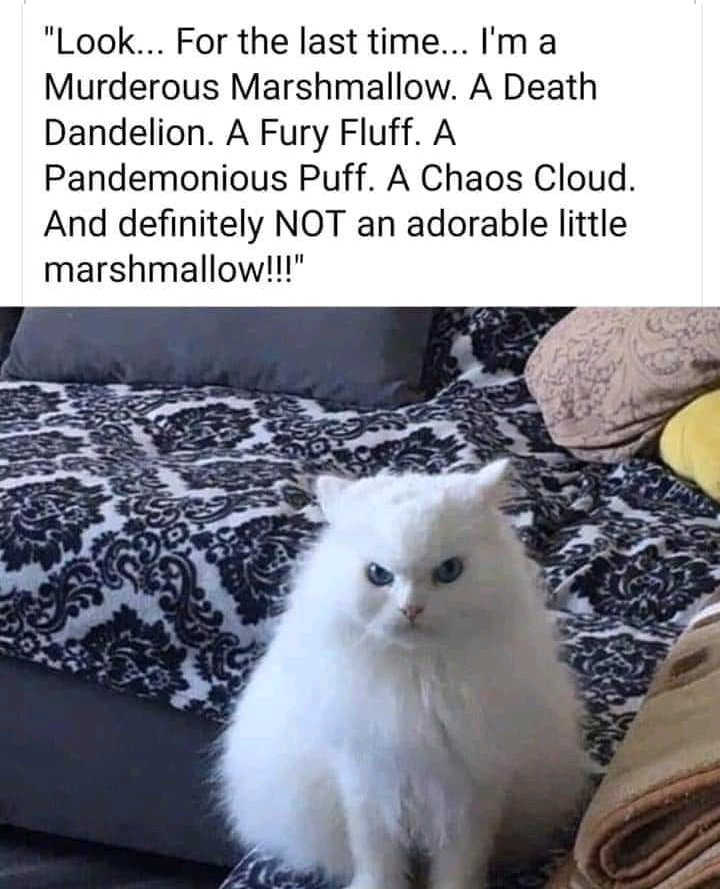 ThatAvocato🌼🌝😻 tweet media