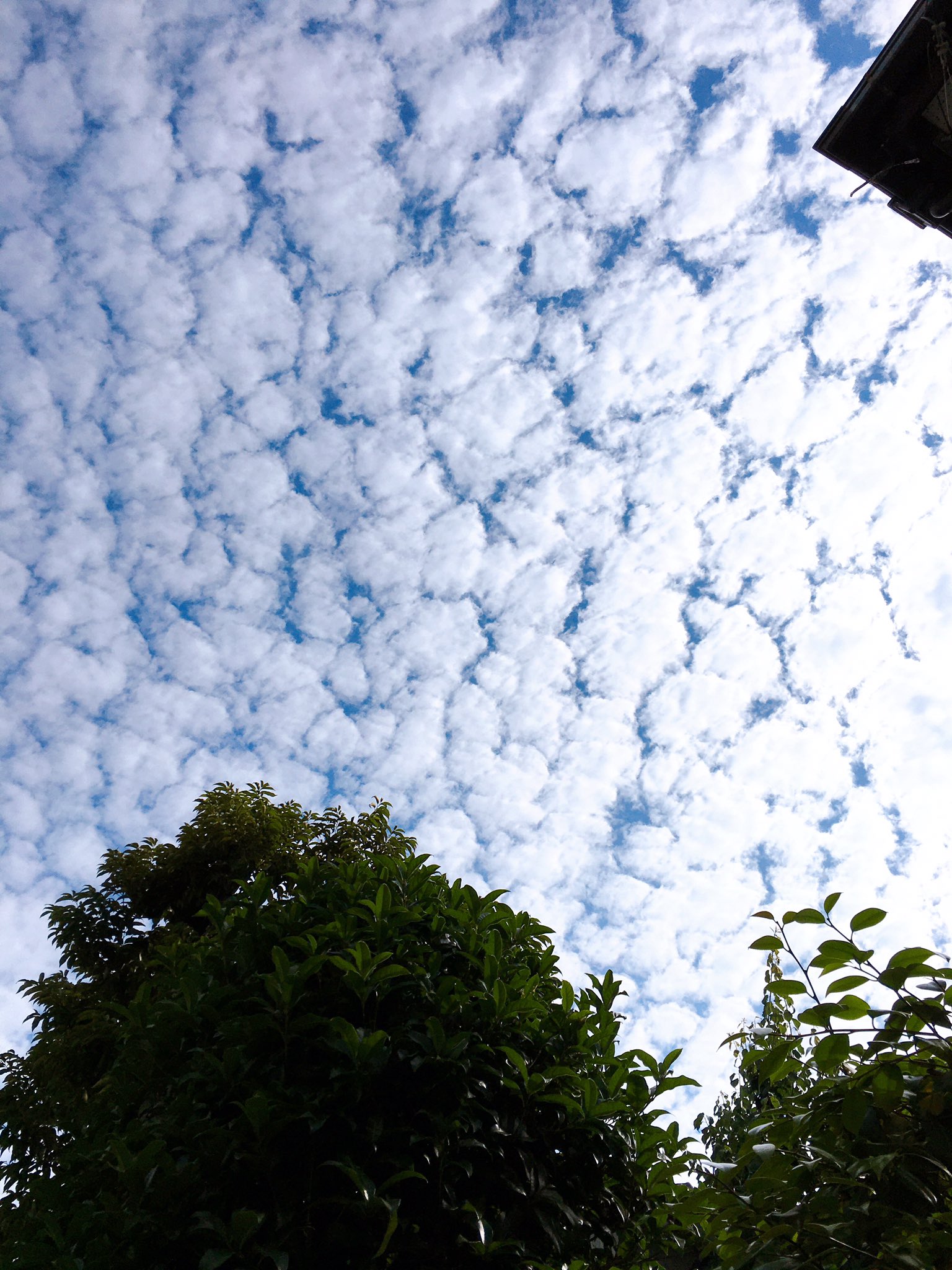 りすぞう 今朝の空 ひつじ雲 ひつじ雲と言うと秋の季語らしいので ここは高積雲としておくべきか 一つ一つのモコモコが大きくなって来たら雨が降る予兆なんですって 今日の空 高積雲 ひつじ雲 T Co Pskqkpooca Twitter