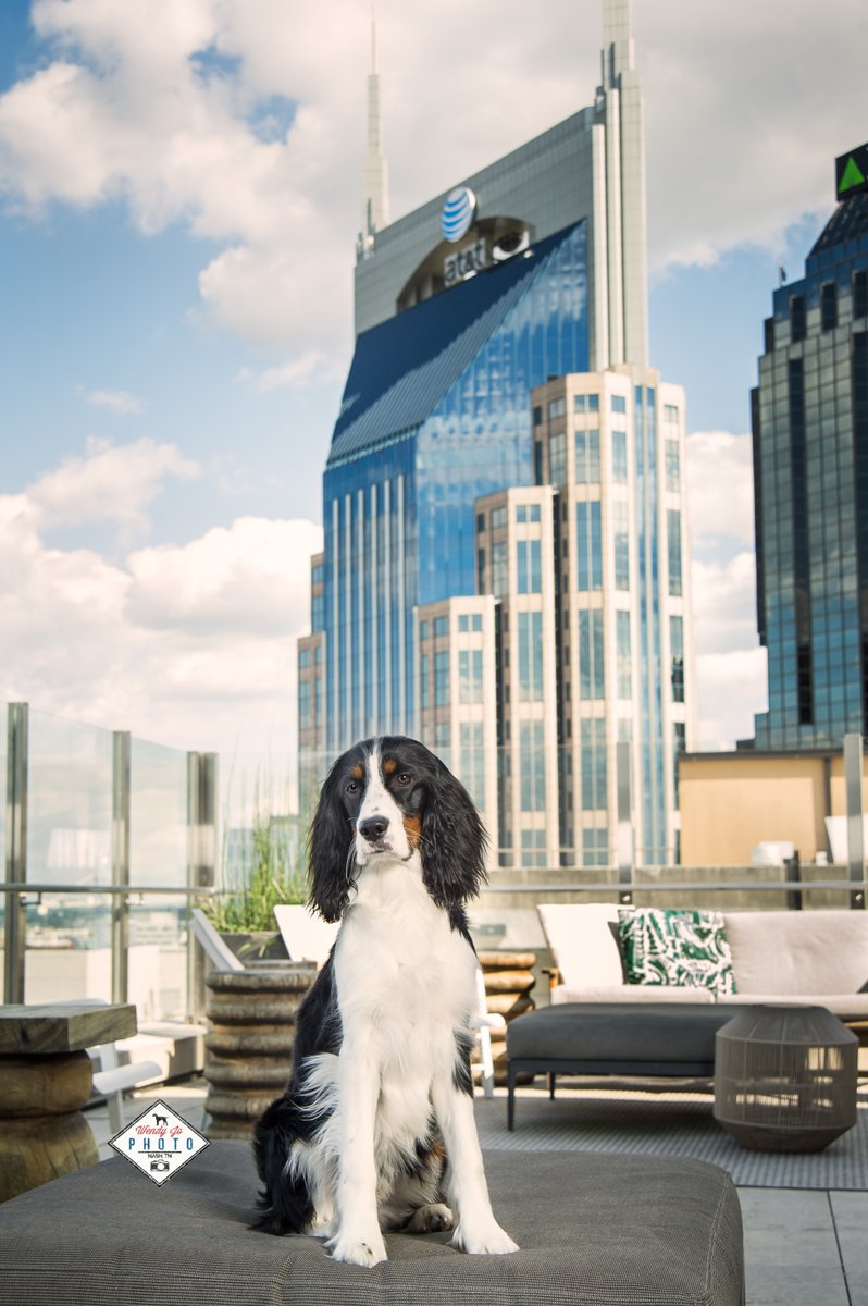 Wobarr's tweet photo. When the weather is this nice, you hit the town!
#musiccity #nashvillepets #petphotographer #locationphoto https://t.co/Q7jbGIXdi0