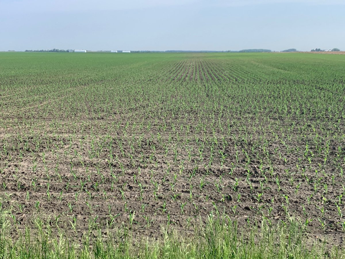 riehltimeagronomy tweet media